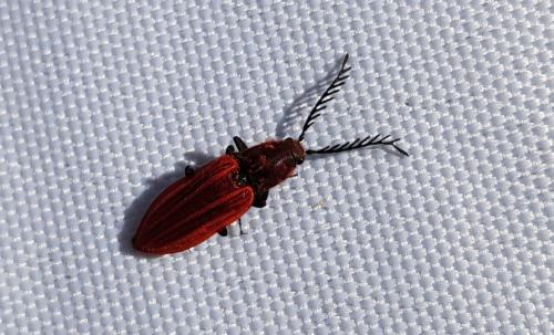 Anostirus purpureus