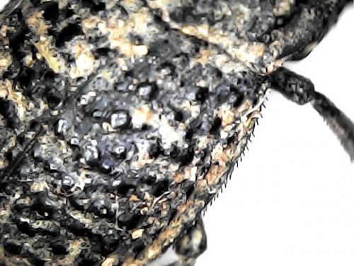Trox perlatus
