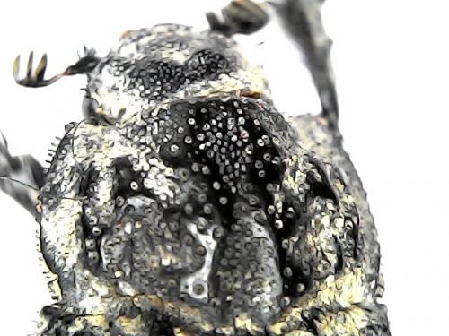 Trox perlatus