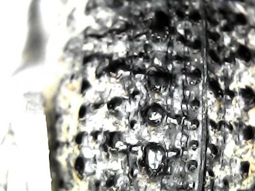 Trox perlatus