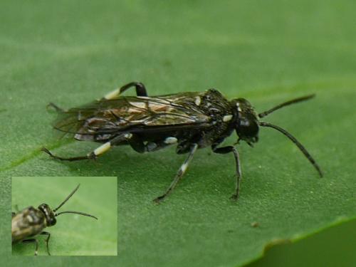 Réf. 280 173 : Macrophya (albicincta-alboannulata)