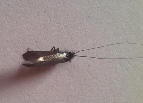 Adela reaumurella