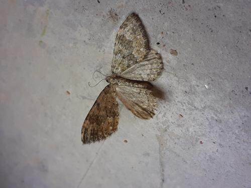 Réf. 280 304 : Coenotephria salicata