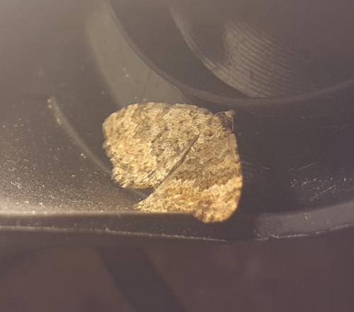 Réf. 280 305 : Coenotephria salicata
