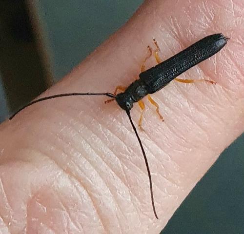Oberea linearis
