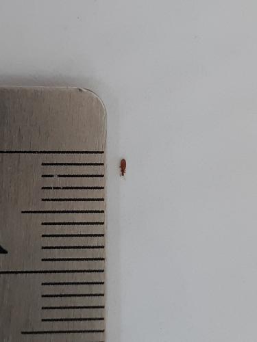 Adistemia watsoni