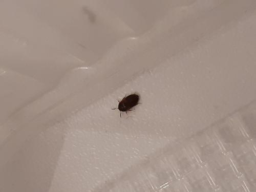 Attagenus smirnovi