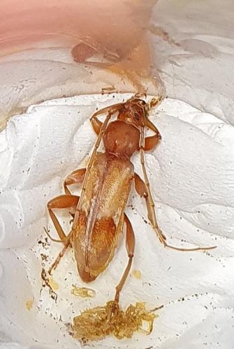 Réf. 280 784 : Trichoferus pallidus