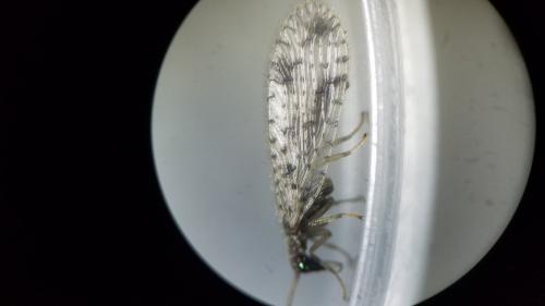 Micromus variegatus