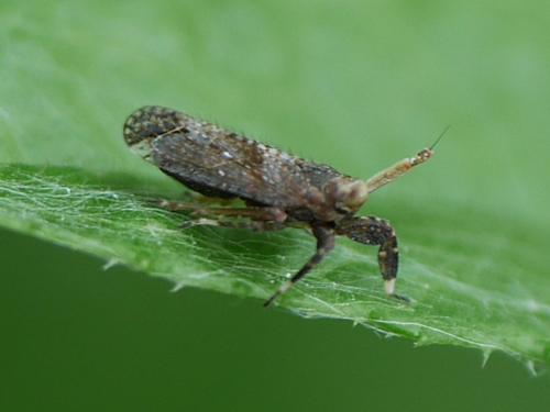 Réf. 280 963 : Asiraca clavicornis
