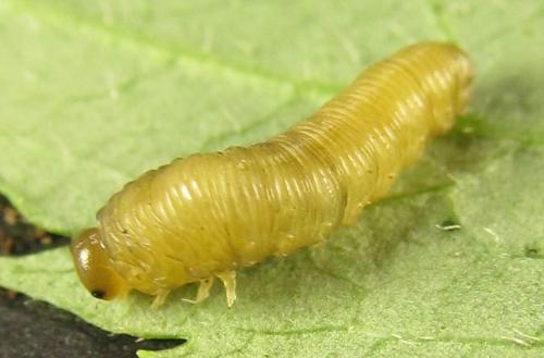 Phymatoceropsis sibiricola