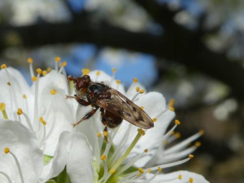 Myopa tessellatipennis
