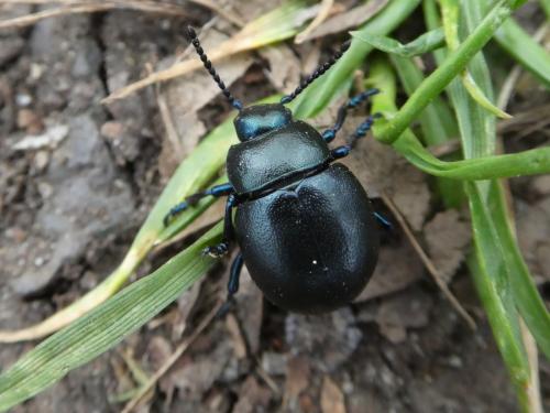 Timarcha goettingensis