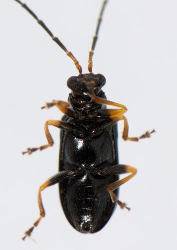 Luperus sp.