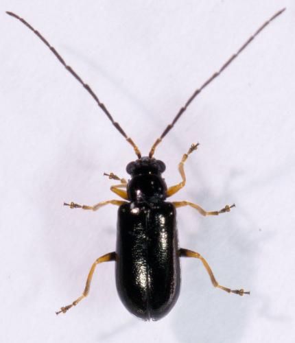 Réf. 280 137 : Luperus sp.