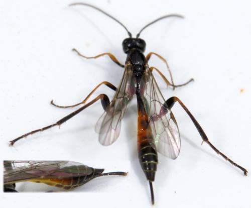 Réf. 280 291 : Collyria sp.