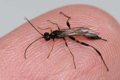Collyria sp.