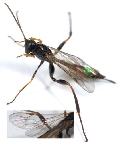 Collyria sp.