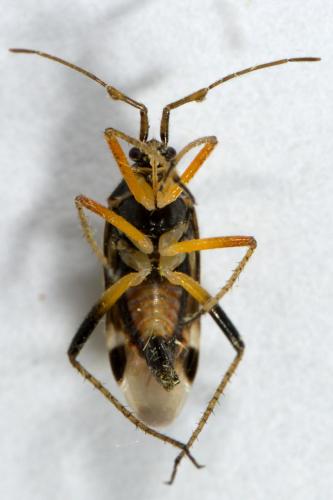 Réf. 280 355 : Harpocera thoracica