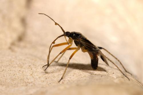 Harpocera thoracica