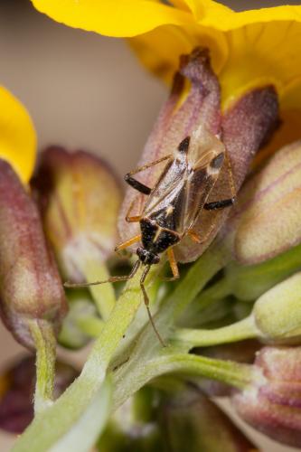 Réf. 280 353 : Harpocera thoracica