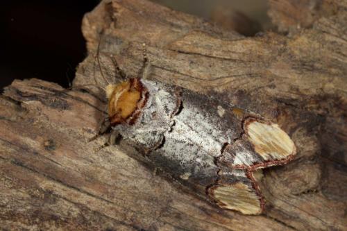 Phalera bucephala