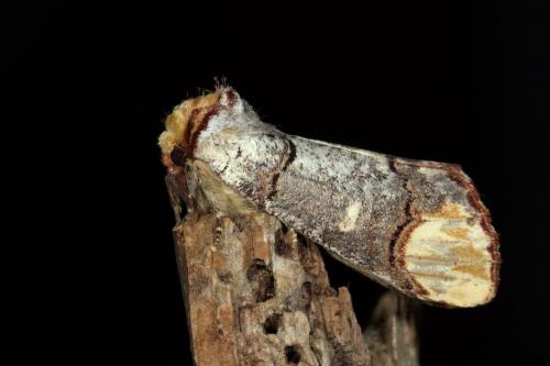 Phalera bucephala