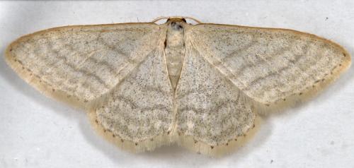 Réf. 280 801 : Idaea subsericeata