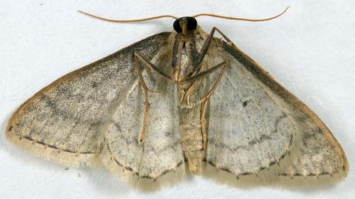 Réf. 280 802 : Idaea subsericeata