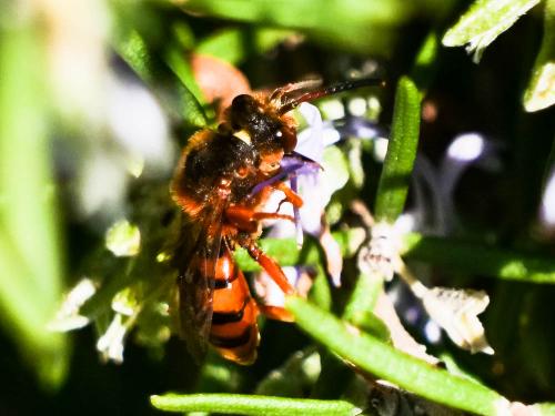 Réf. 280 238 : Nomada agrestis