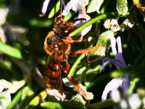 Réf. 280 239 : Nomada agrestis