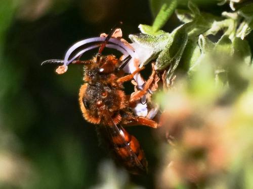 Nomada agrestis