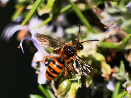 Nomada agrestis