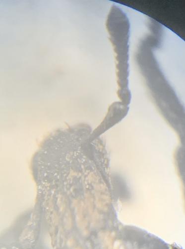 Minyops carinatus