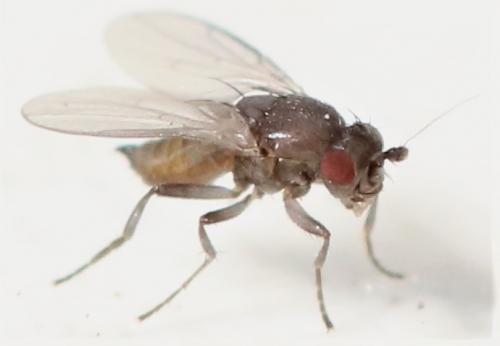 Pteremis fenestralis
