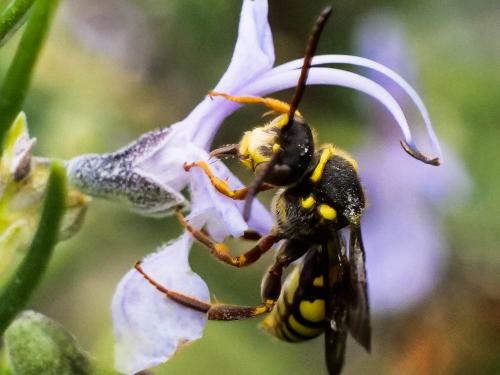 Nomada melathoracica