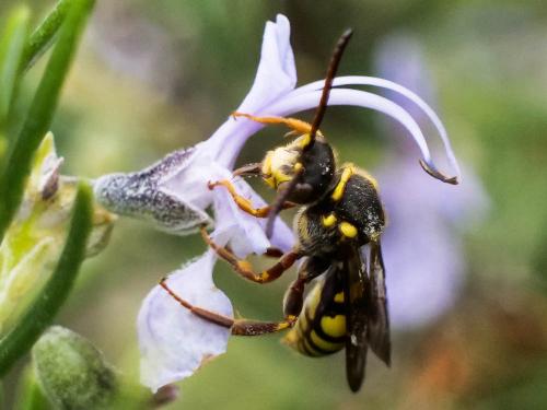 Réf. 280 519 : Nomada melathoracica