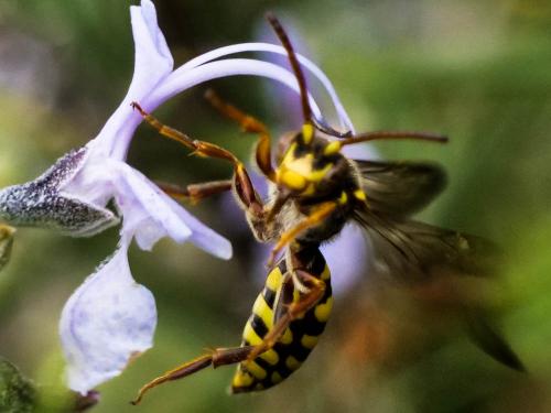 Nomada melathoracica