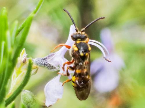 Réf. 280 520 : Nomada melathoracica