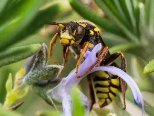Réf. 280 518 : Nomada melathoracica