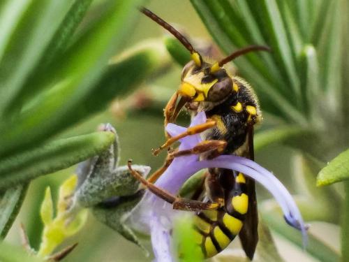 Réf. 280 561 : Nomada melathoracica