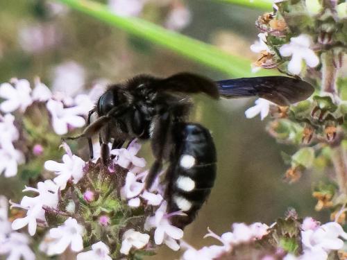 Réf. 280 501 : Andrena albopunctata