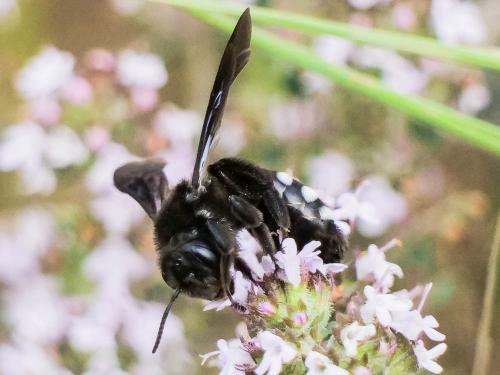 Réf. 280 502 : Andrena albopunctata