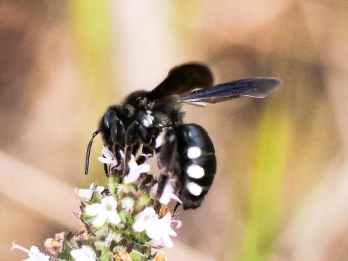Réf. 280 504 : Andrena albopunctata