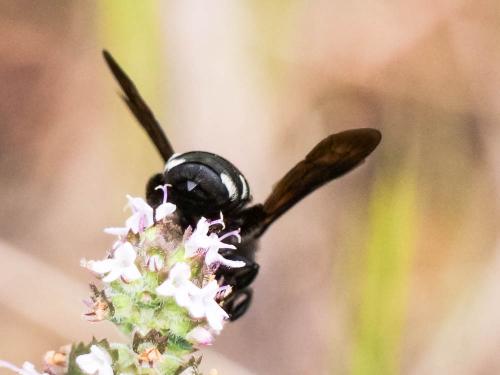 Réf. 280 503 : Andrena albopunctata