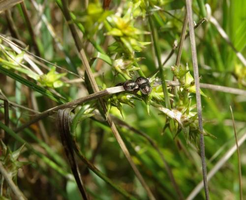 Réf. 280 414 : Eurygaster testudinaria