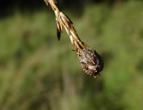 Réf. 280 415 : Eurygaster testudinaria