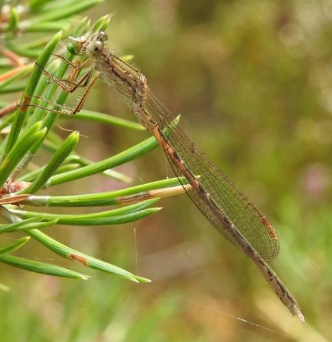 Réf. 280 468 : Sympecma paedisca