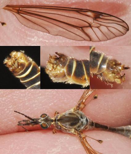 Tipula vernalis