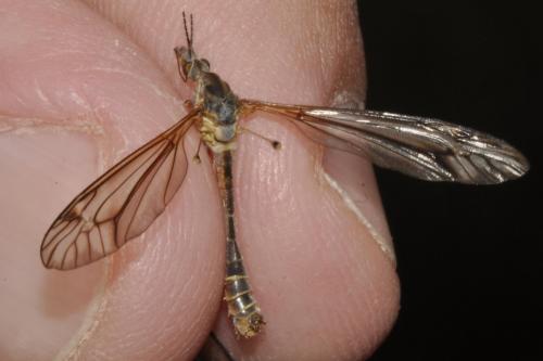 Tipula vernalis
